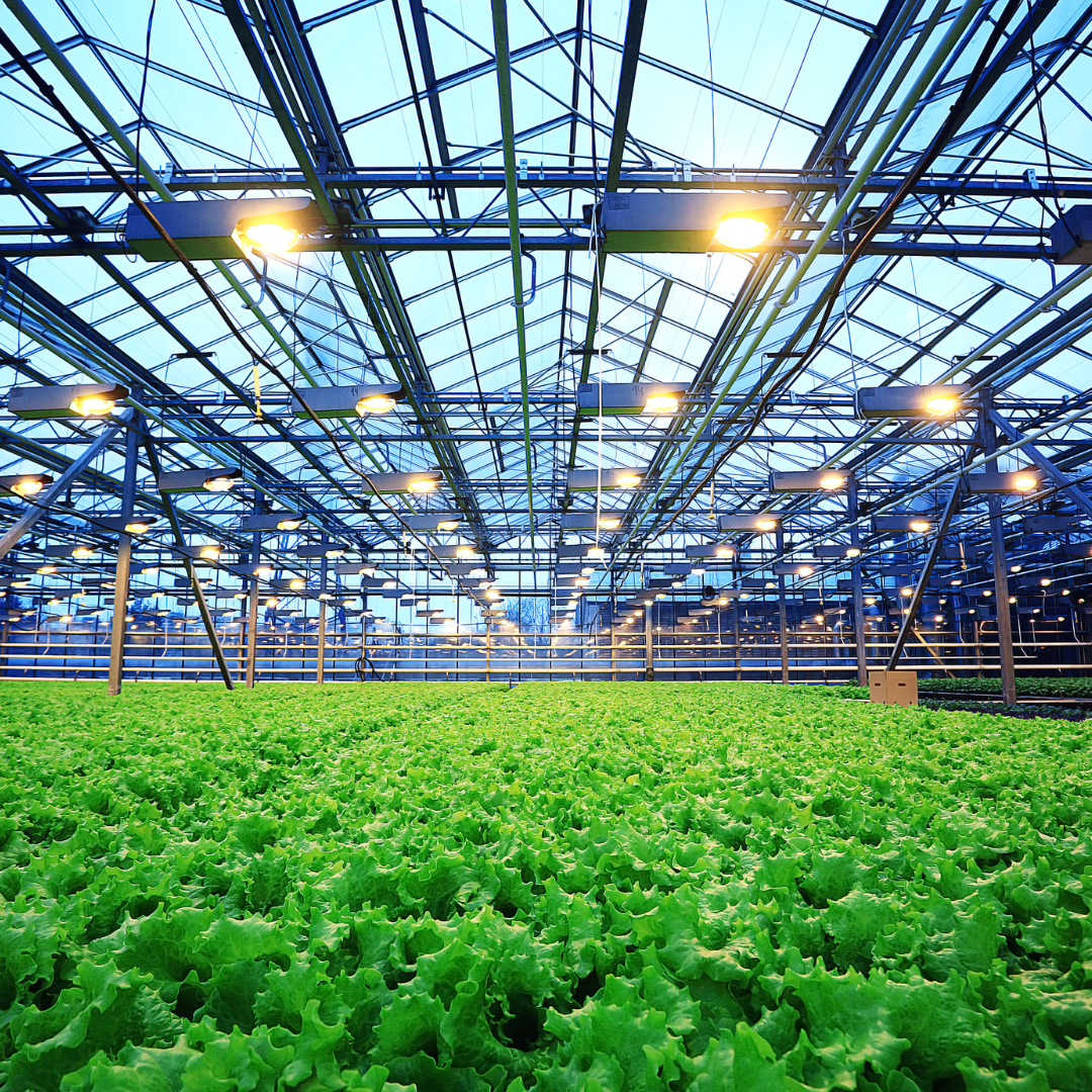 Estufa moderna de agronegócio com cultivo de alface sob iluminação artificial.